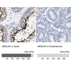 BCL2L12 Antibody, Novus Biologicals:Antibodies:Primary Antibodies